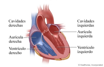 auricula ventricula