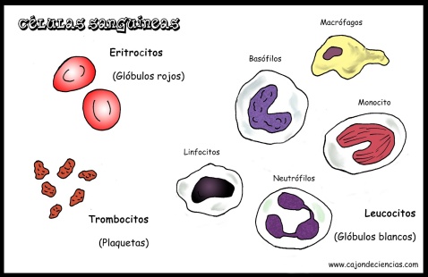 celulas sanguineas